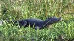 Image: Caiman - The Iber Marshlands