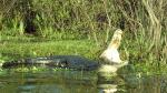 A caiman welcomes the sun!