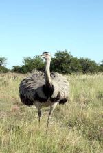 Image: Rincon del Socorro - The Iber Marshlands
