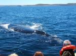 Whale watching boat trip