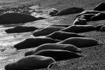 Valds peninsula - Valds Peninsula, Argentina