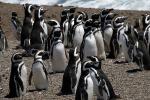 Magellanic penguins, named after Ferdinand Magellan