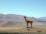 Image: Tolar Grande - Altiplano