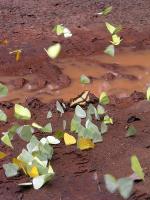 Image: Iguassu Falls - Iguassu Falls
