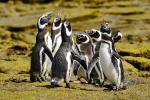 Magellanic penguins