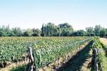 Image: Finca Los Alamos - Mendoza, Argentina