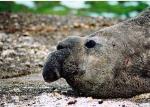 Elephant seal - Valdés Peninsula, Argentina