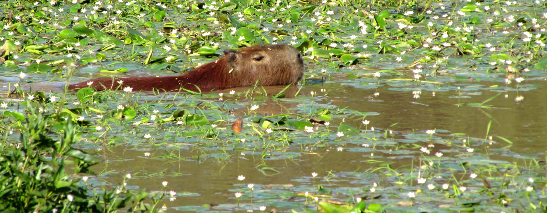 Capybara