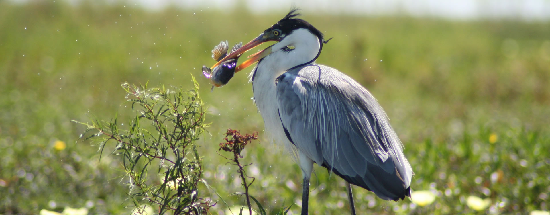 Ibera Heron