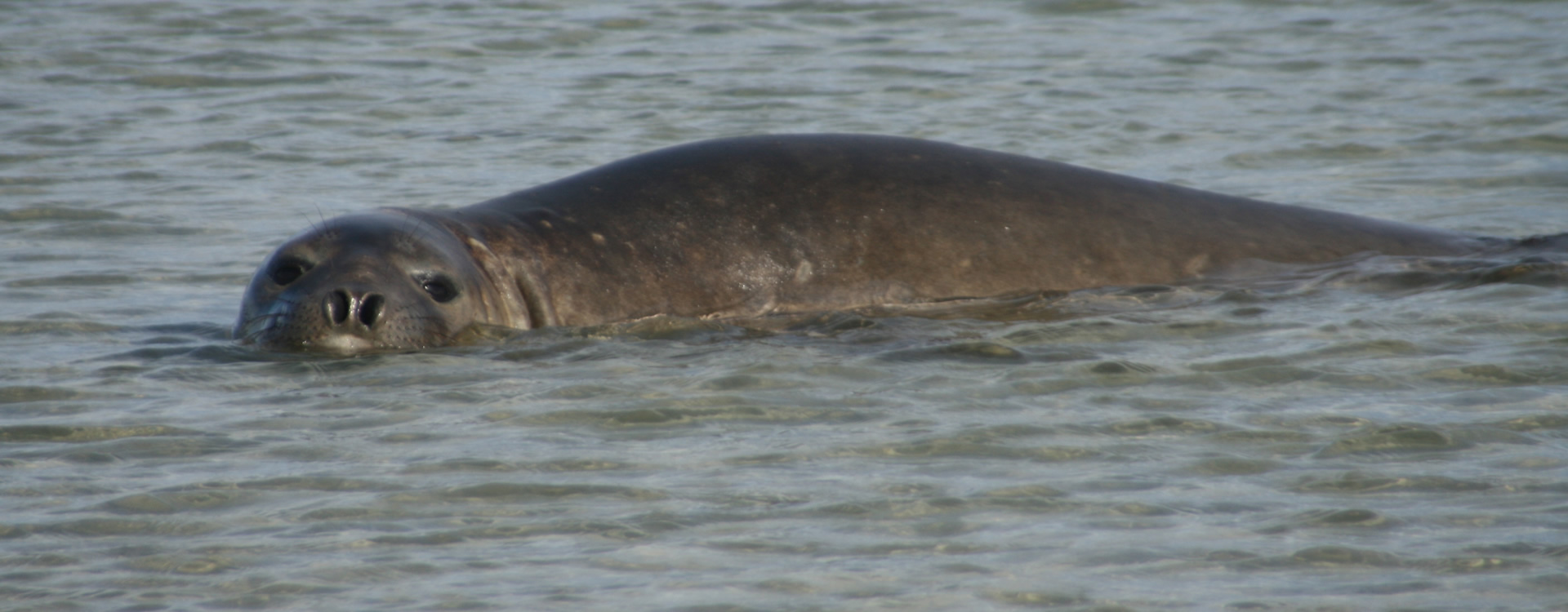 Southern elephant seal