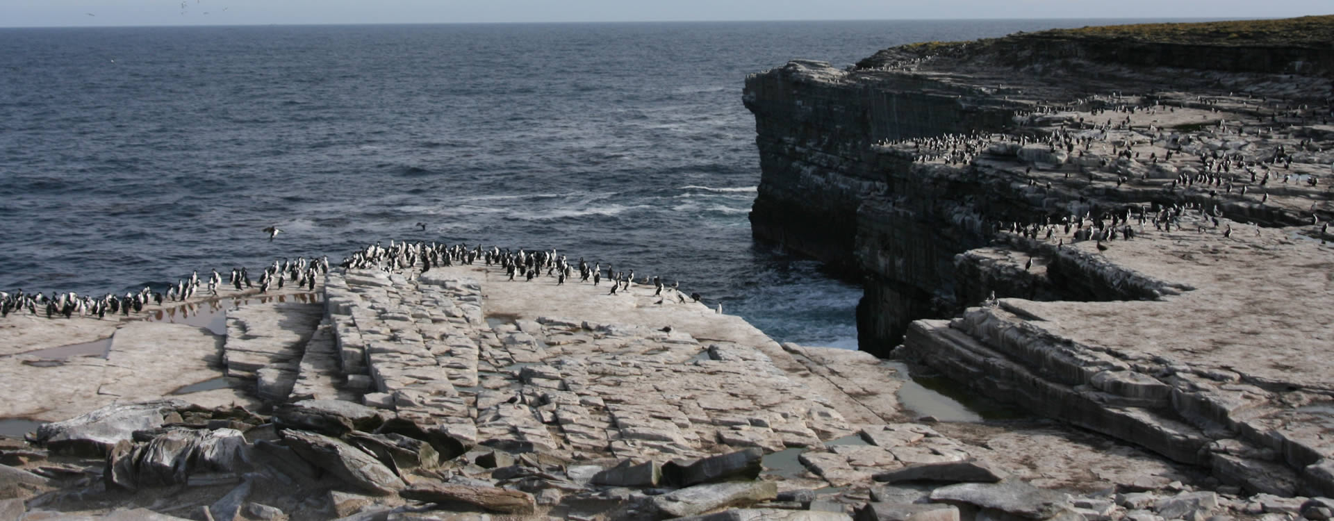 Sea lion island