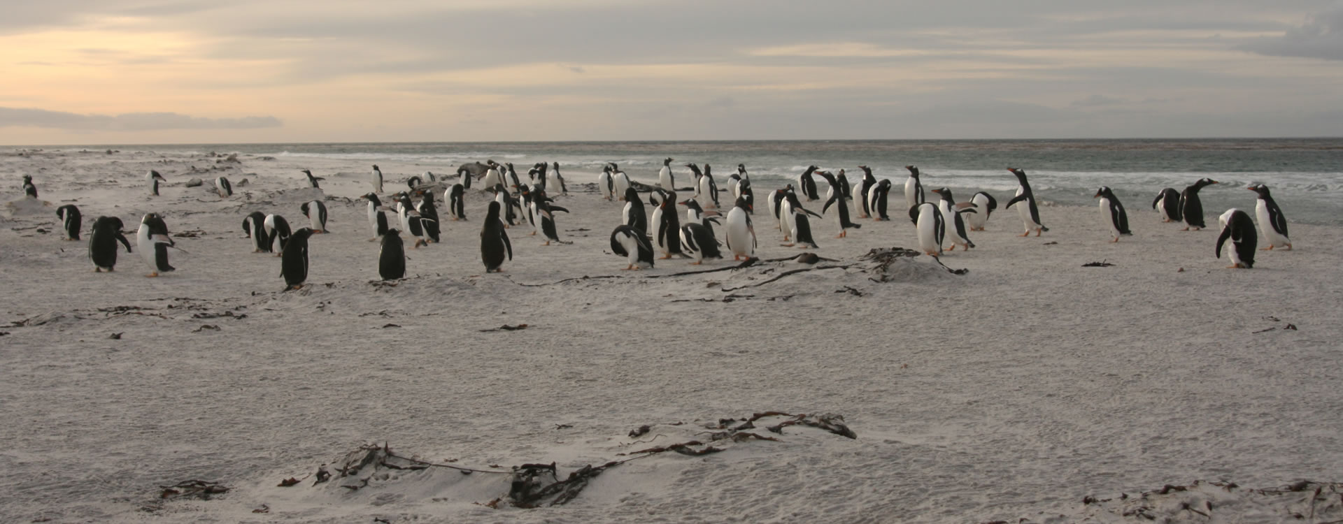 Gentoo penguins