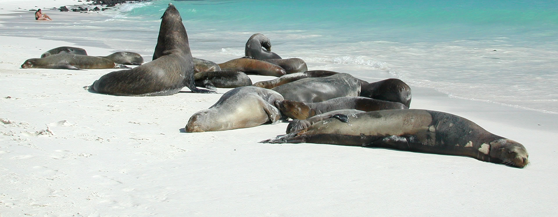 Seals in Gardener Bay
