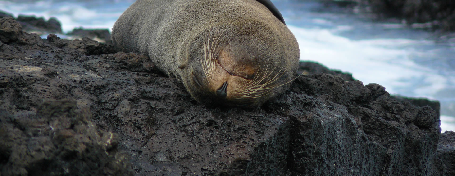 Fur seal