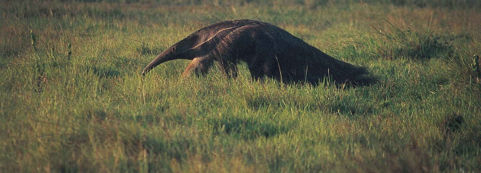 Giant anteater