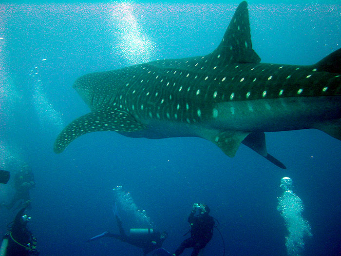 BZ07TS01_whale_shark.jpg [© Last Frontiers Ltd]