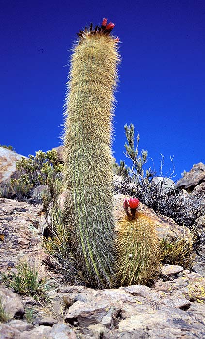 52_Cactus_en_Isla_Pescado.jpg [© Last Frontiers Ltd]