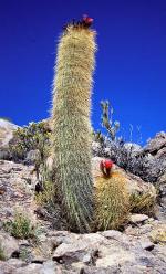 Image: Cactus - Salar de Uyuni and the southern deserts