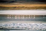 Image: Laguna Colorada - Salar de Uyuni and the southern deserts