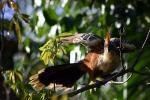 Image: Chalaln Jungle Lodge - The North, Bolivia