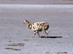 Image: Altiplano - Salar de Uyuni and the southern deserts