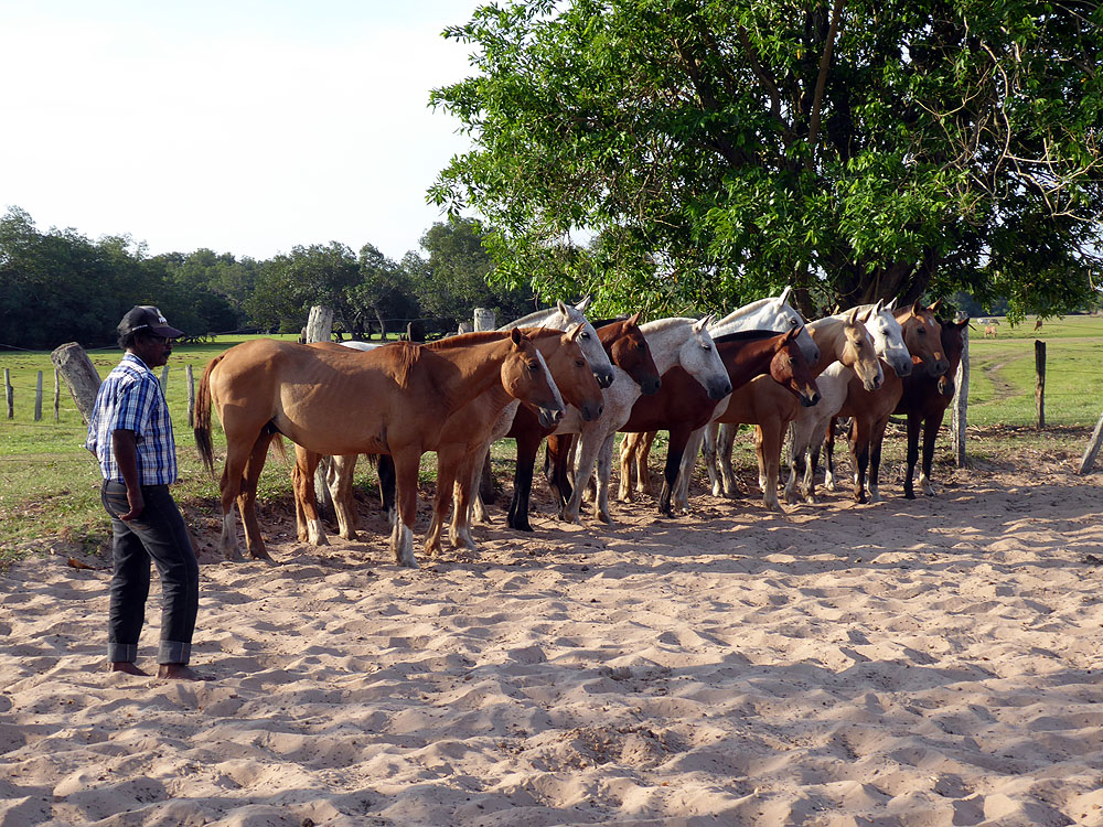 046BR1910SM_pantanal-baia-das-pedras-choosing-horses.jpg [© Last Frontiers Ltd]