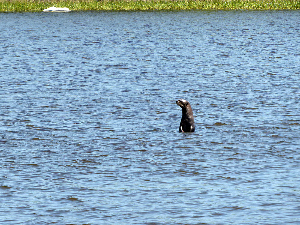 223BR1910SM_pantanal-giant-river-otter.jpg [© Last Frontiers Ltd]