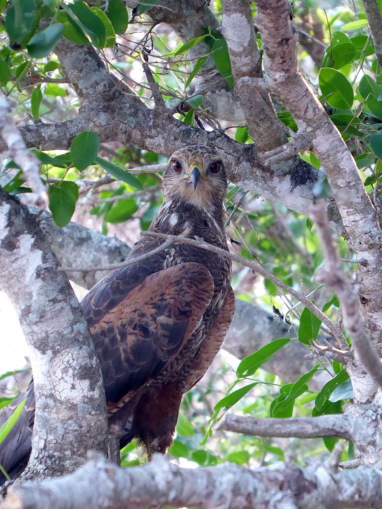 352BR1910SM_pantanal-savanna-hawk.jpg [© Last Frontiers Ltd]