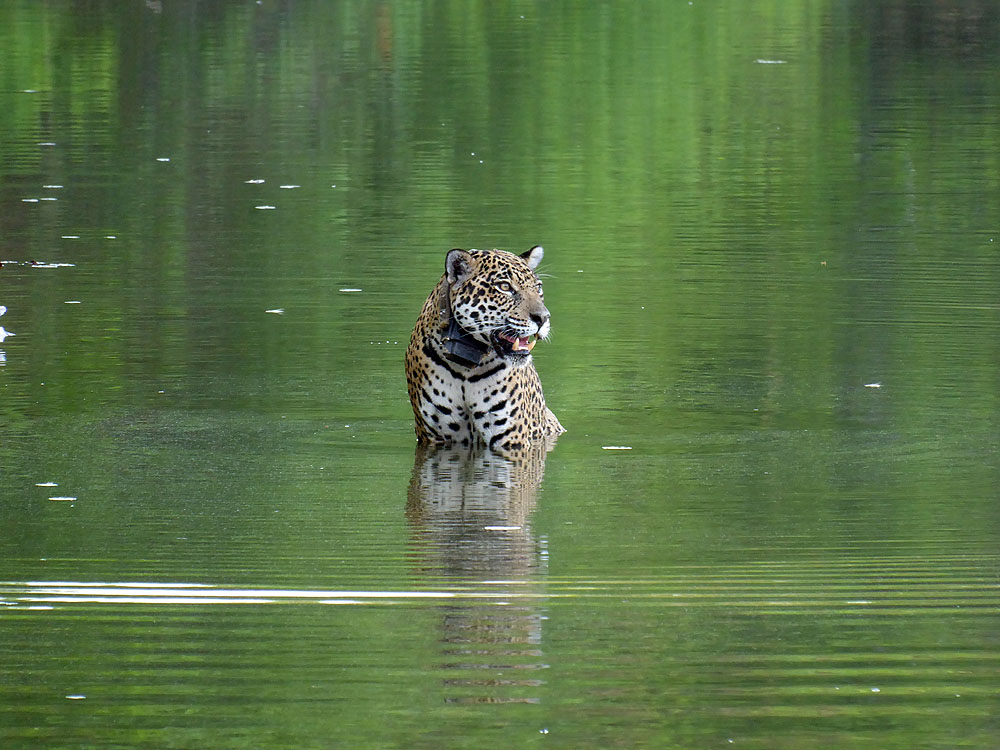 364BR1910SM_pantanal-caiman-jaguar.jpg [© Last Frontiers Ltd]