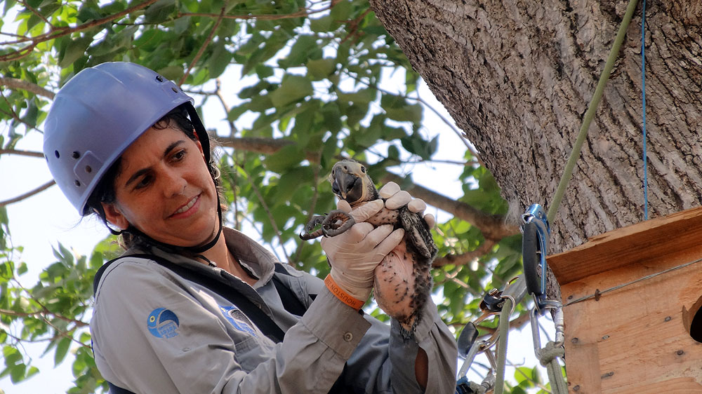 385BR1910SS_pantanal-caiman-morning-with-hyacinth-macaw-project-team-chick.jpg [© Last Frontiers Ltd]