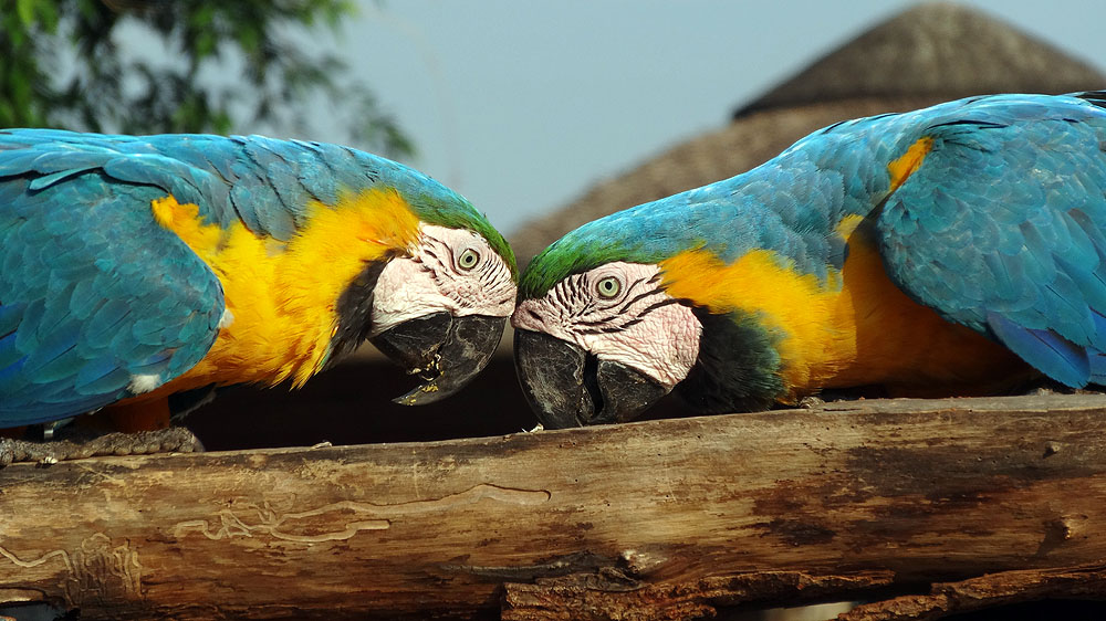 481BR1910SS_pantanal-blue-and-yellow-macaws.jpg [© Last Frontiers Ltd]