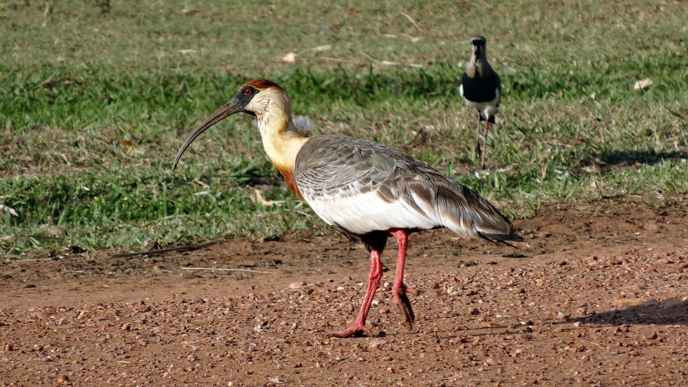 483BR1910SS_pantanal-buff-necked-ibis.jpg [© Last Frontiers Ltd]
