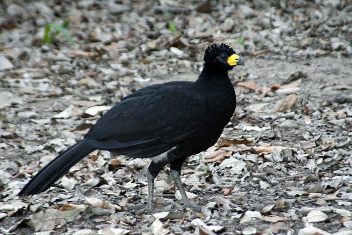 BR0511EM427_curassow.jpg [© Last Frontiers Ltd]