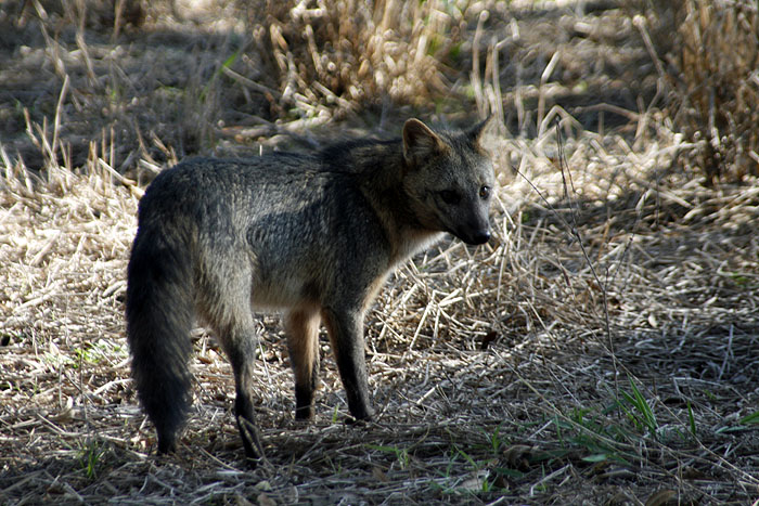 BR0511EM467_pantanal-fox.jpg [© Last Frontiers Ltd]