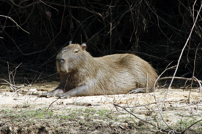 BR0511EM548_pantanal-drainage-fields-capybara.jpg [© Last Frontiers Ltd]