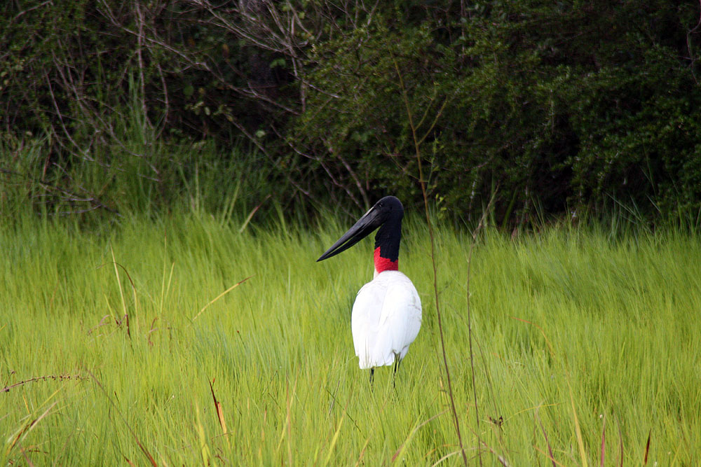 BR0519NR0021_caiman-jabiru-stork.jpg [© Last Frontiers Ltd]