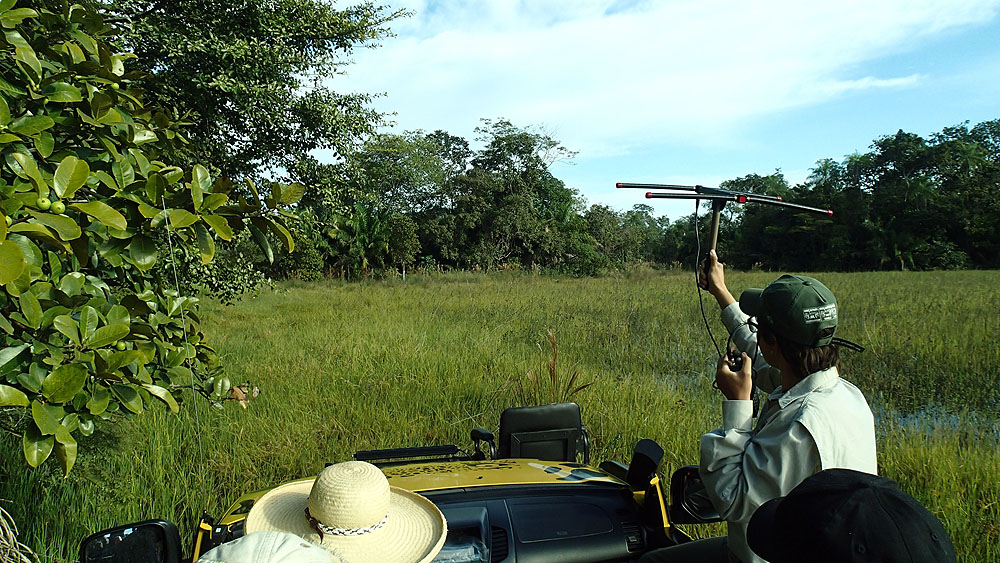 BR0519NR0029_caiman-jaguar-tracking.jpg [© Last Frontiers Ltd]