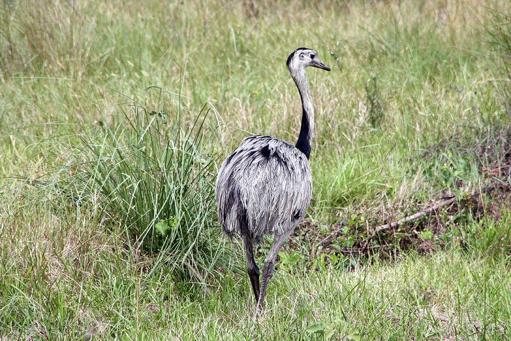 BR0519NR0042_caiman-greater-rhea.jpg [© Last Frontiers Ltd]