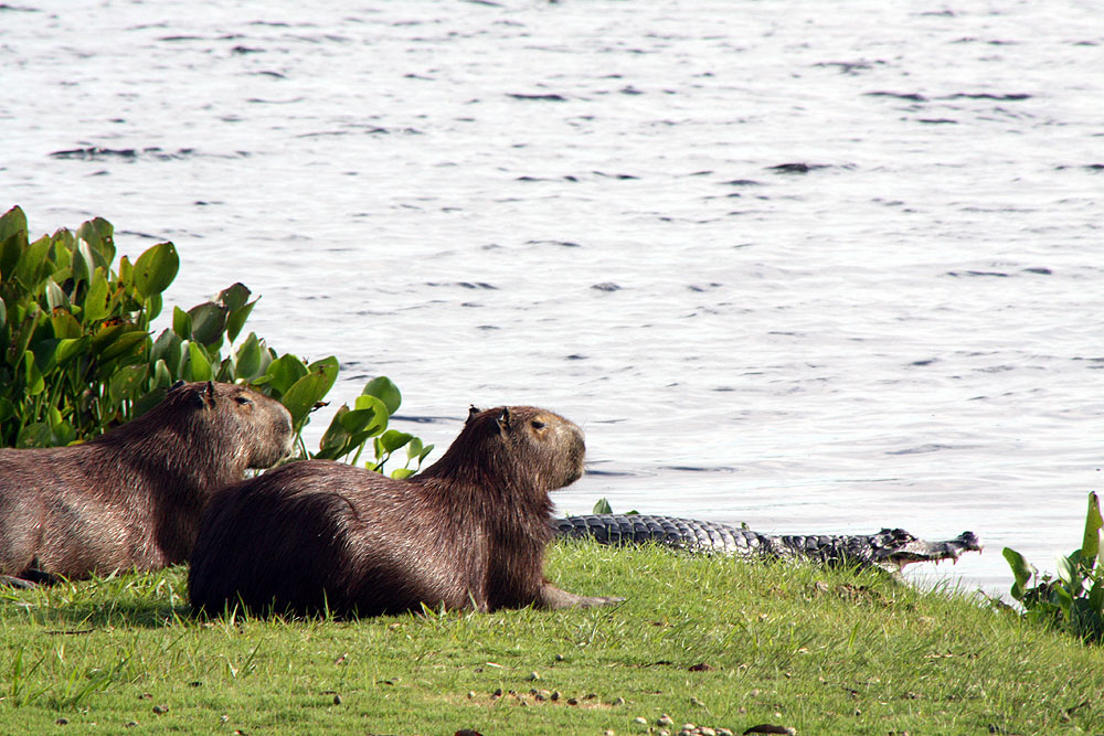 BR0519NR0066_caiman-robertos-house-capybara-and-caiman.jpg [© Last Frontiers Ltd]