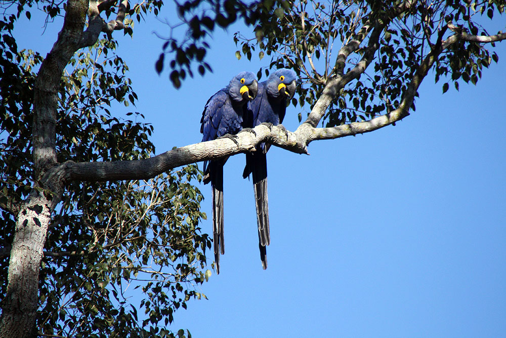 BR0519NR0096_caiman-hyacinth-macaws.jpg [© Last Frontiers Ltd]