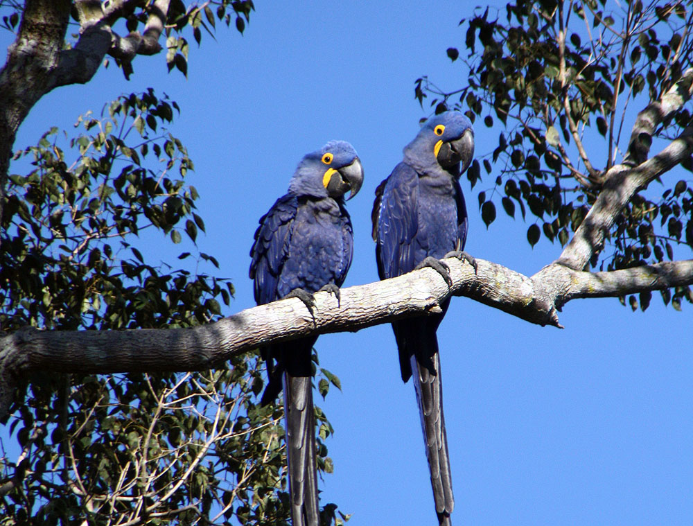 BR0519NR0099_caiman-hyacinth-macaws-bookmark.jpg [© Last Frontiers Ltd]