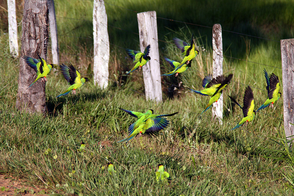 BR0519NR0146_caiman-parakeets.jpg [© Last Frontiers Ltd]