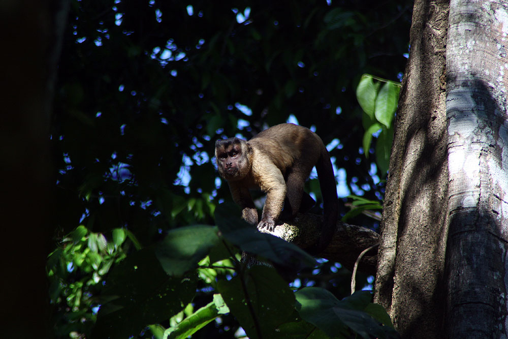 BR0519NR0269_cristalino-capuchin-monkey.jpg [© Last Frontiers Ltd]