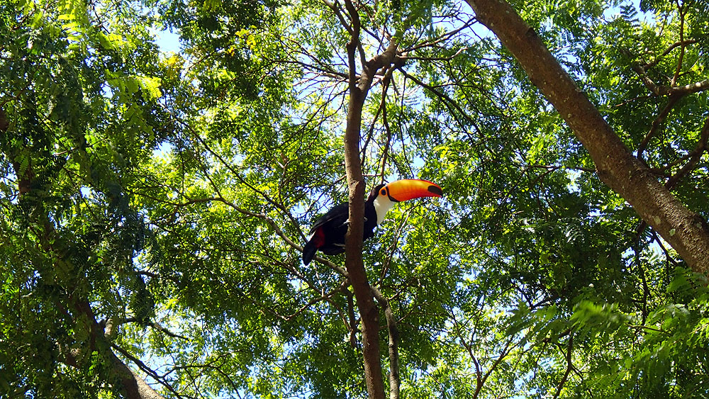 BR0519NR0380_minas-toucan.jpg [© Last Frontiers Ltd]