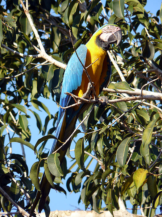 BR0808FP097_anavilhanas-jungle-lodge.jpg [© Last Frontiers Ltd]