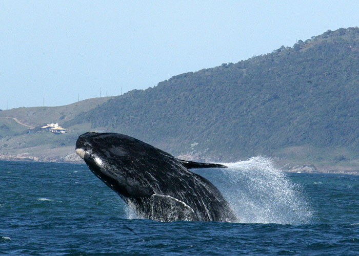 BR0810VS_southern-right-whale-8952.jpg [© Last Frontiers Ltd]