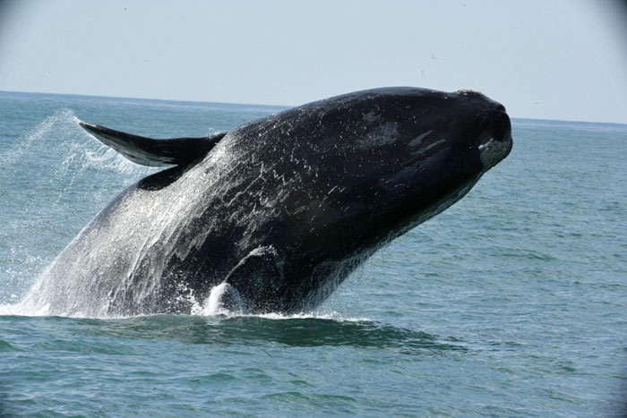 BR0810VS_southern-right-whale-9271.jpg [© Last Frontiers Ltd]