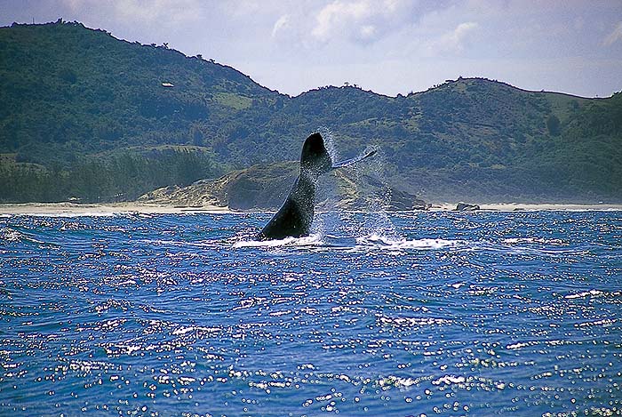 BR0900SHB24_whale.jpg [© Last Frontiers Ltd]