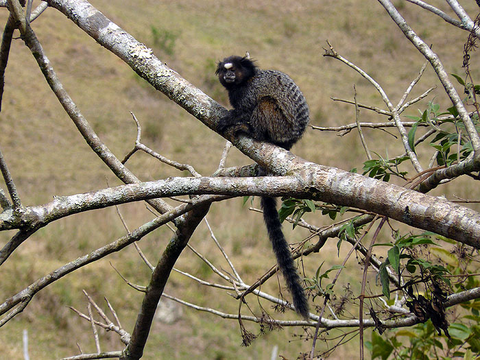 BR0911SM531_reserva-do-ibitipoca-monkeys.jpg [© Last Frontiers Ltd]