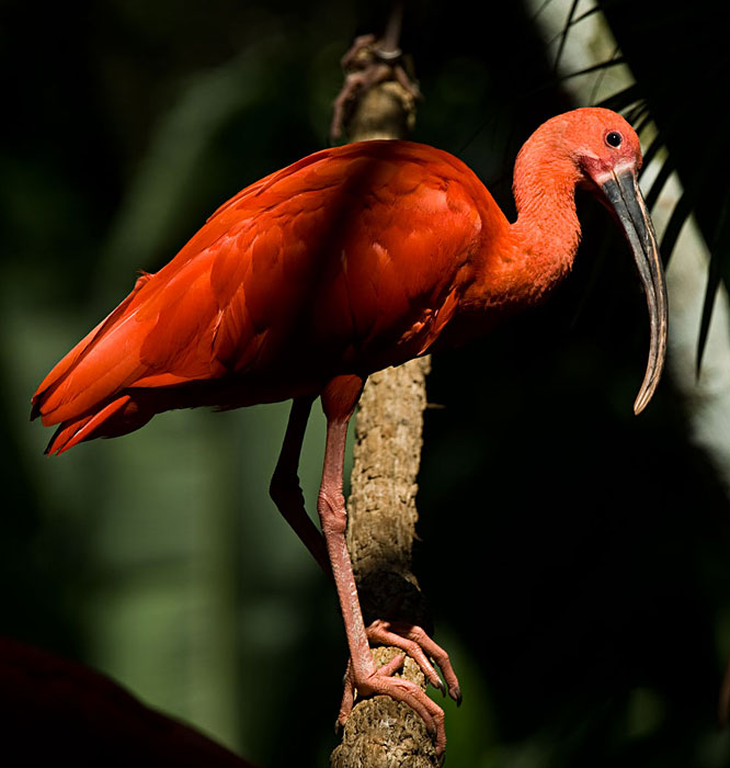 BR10PF_guara-scarlet-ibis-8096-priscila-forone.jpg [© Last Frontiers Ltd]